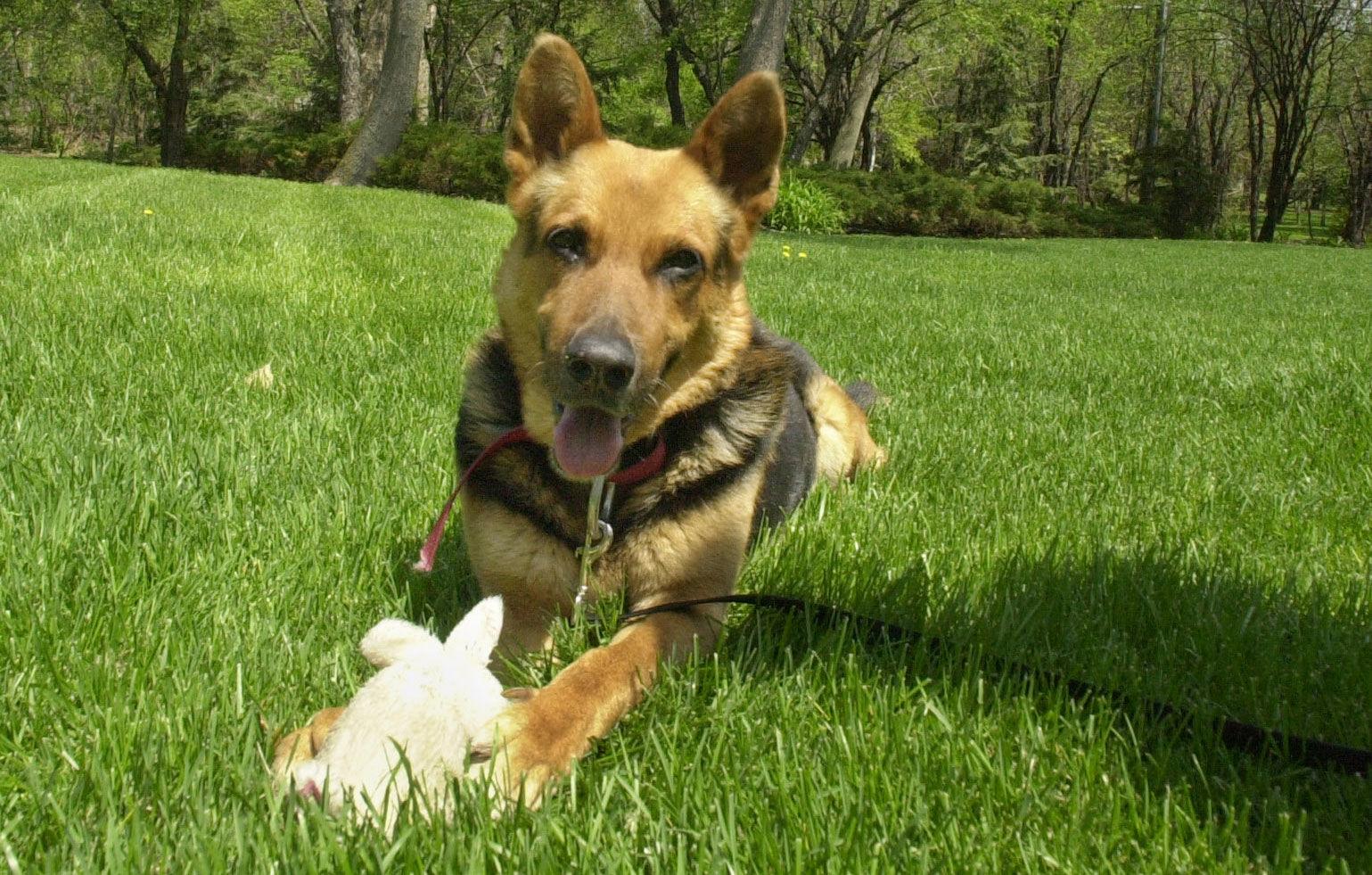 German shepherd